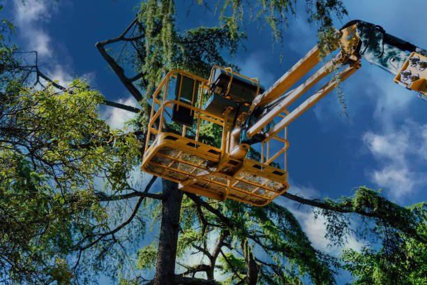 How Our Tree Care Process Works  in  Kayak Point, WA
